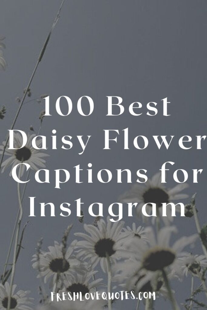100 Best Daisy Flower Captions for Instagram | Fresh Love Quotes